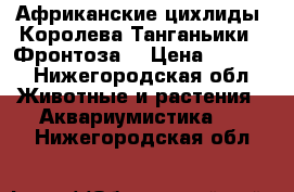 Африканские цихлиды. Королева Танганьики - Фронтоза. › Цена ­ 4 000 - Нижегородская обл. Животные и растения » Аквариумистика   . Нижегородская обл.